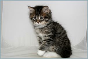 Male Siberian Kitten from Deedlebug Siberians